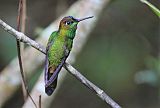 Violet-fronted Brilliant